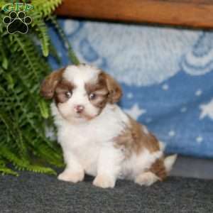 Andy, Shih-Poo Puppy