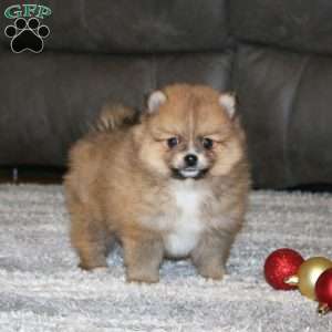 Andy, Pomeranian Puppy