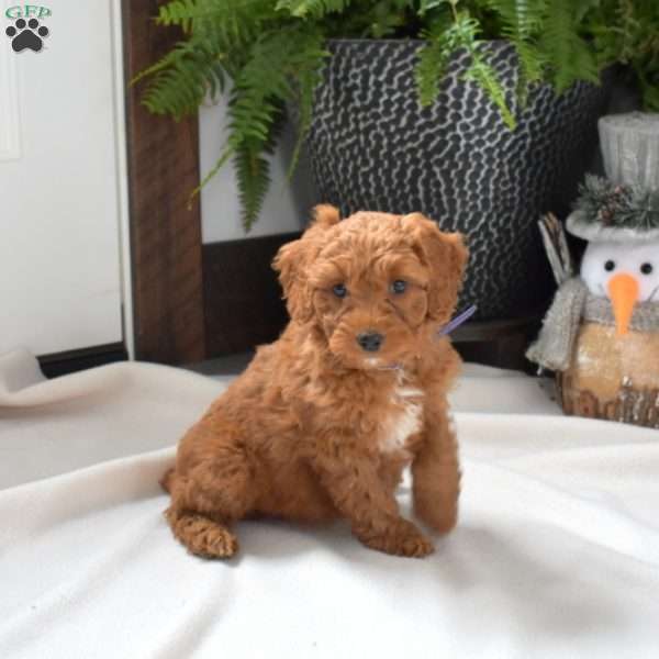 Angel, Mini Goldendoodle Puppy