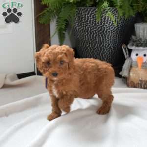 Angel, Mini Goldendoodle Puppy