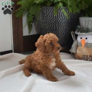 Angel, Mini Goldendoodle Puppy