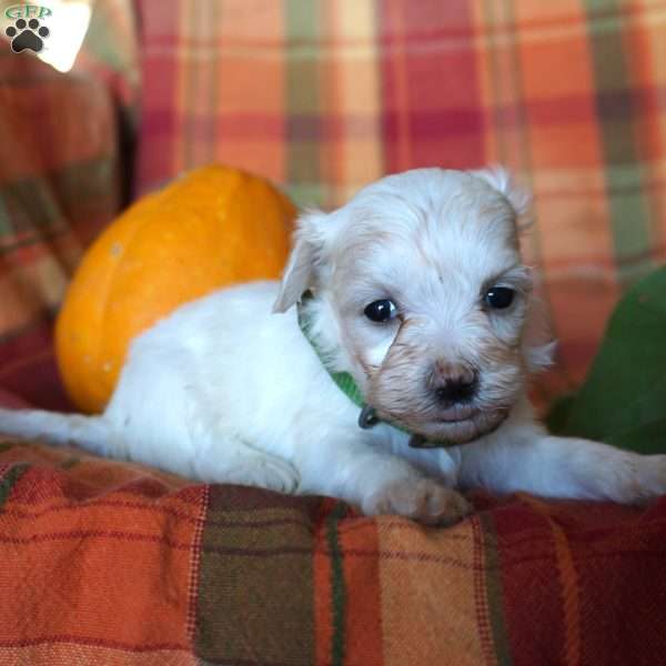 Angel, Maltese Puppy