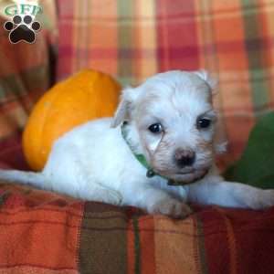 Angel, Maltese Puppy