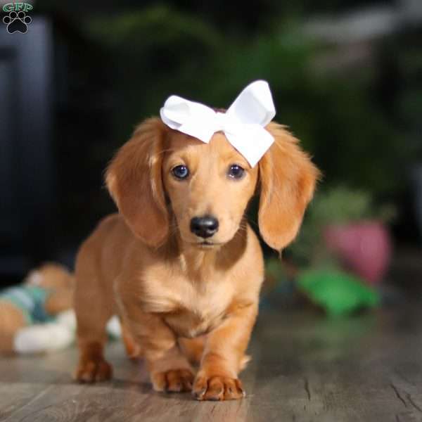 Angela, Dachshund Puppy