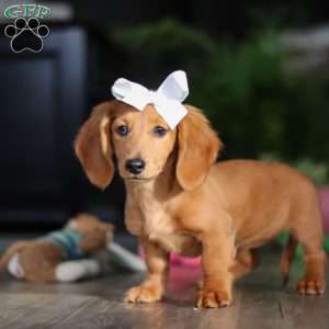 Angela, Dachshund Puppy