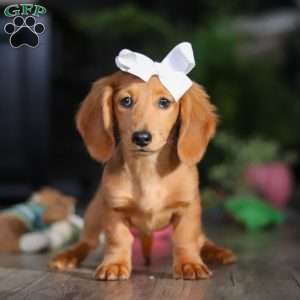 Angela, Dachshund Puppy