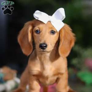 Angela, Dachshund Puppy