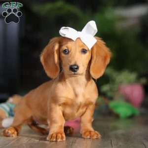Angela, Dachshund Puppy