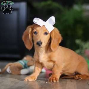 Angela, Dachshund Puppy