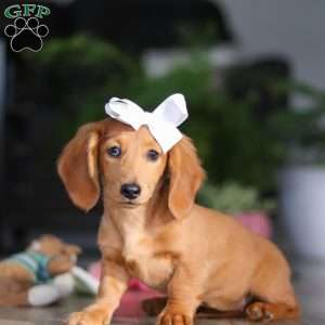 Angela, Dachshund Puppy