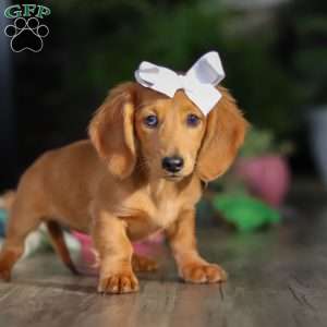 Angela, Dachshund Puppy