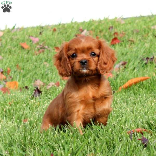 Anita, Cavapoo Puppy