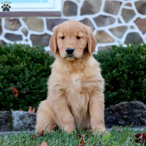 Anita, Golden Retriever Puppy