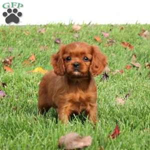Anita, Cavapoo Puppy