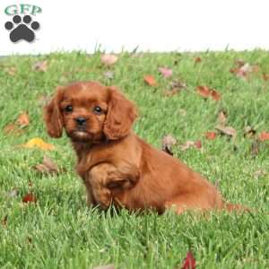 Anita, Cavapoo Puppy