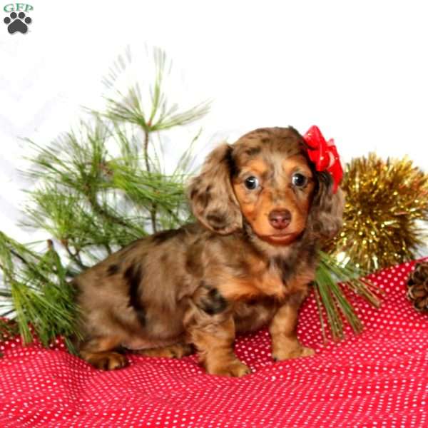 Anna-Mini, Dachshund Puppy