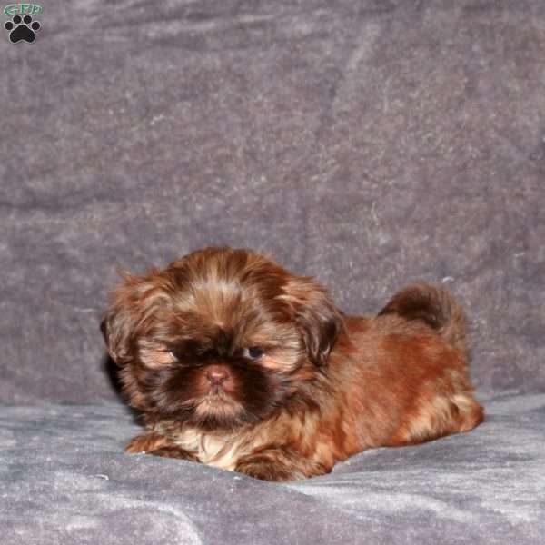 Annabell, Shih Tzu Puppy