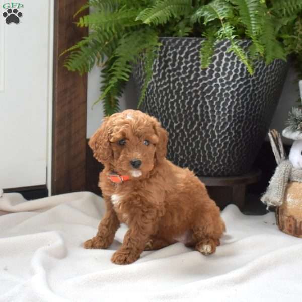 Annie, Mini Goldendoodle Puppy