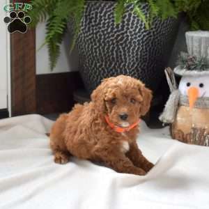 Annie, Mini Goldendoodle Puppy