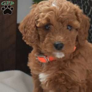 Annie, Mini Goldendoodle Puppy