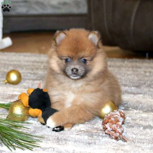 Annie, Pomeranian Puppy