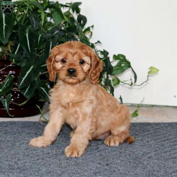 Annie, Cavapoo Puppy