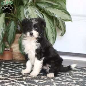 Annie, Miniature Poodle Mix Puppy