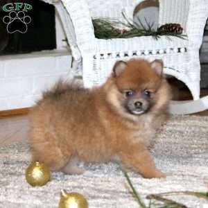 Annie, Pomeranian Puppy