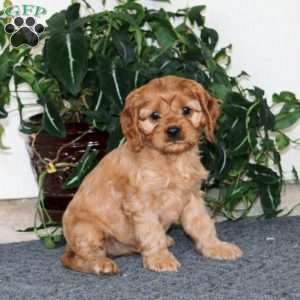 Annie, Cavapoo Puppy