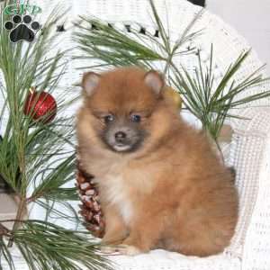 Annie, Pomeranian Puppy