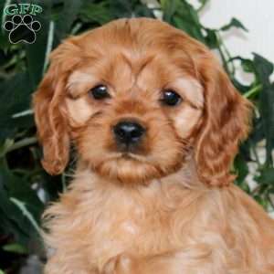 Annie, Cavapoo Puppy