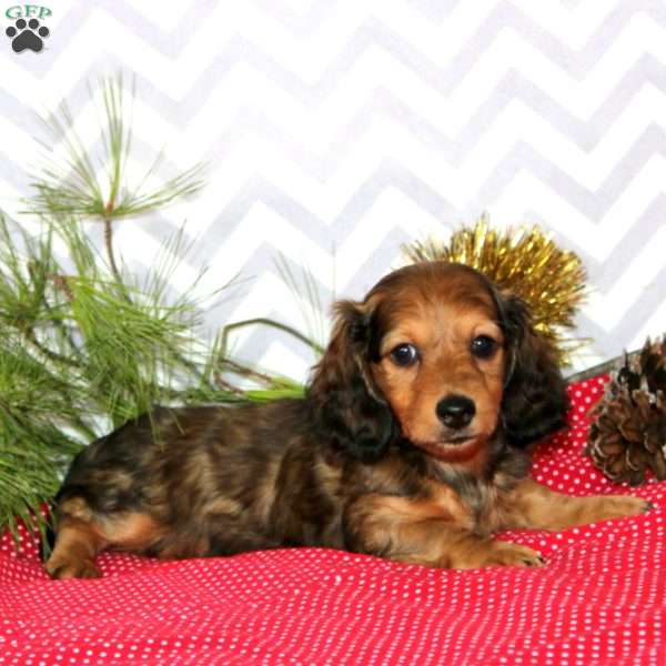 Anson-Mini, Dachshund Puppy
