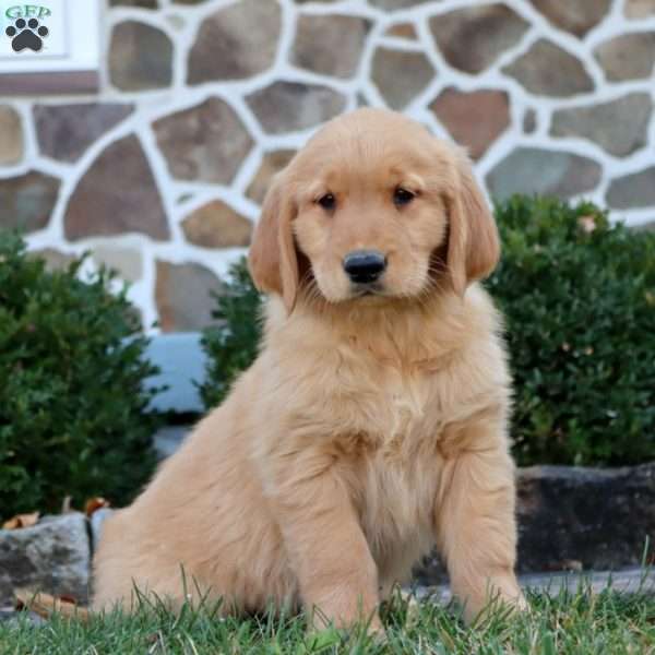 April, Golden Retriever Puppy