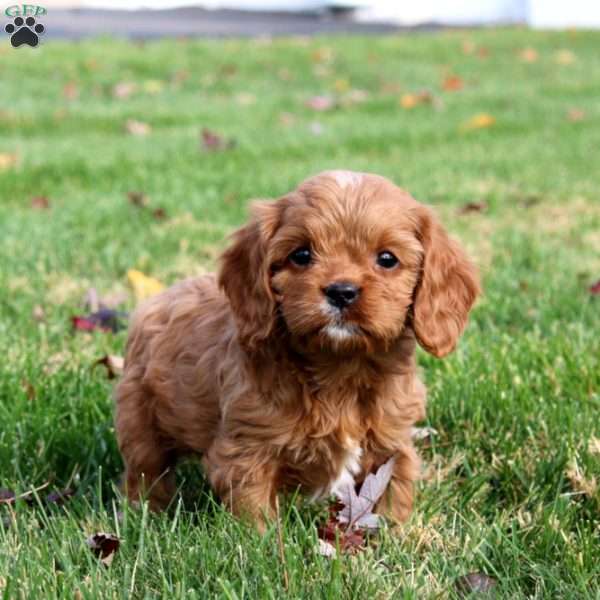 Archer, Cavapoo Puppy