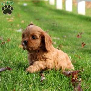 Archer, Cavapoo Puppy