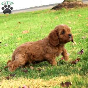 Archer, Cavapoo Puppy