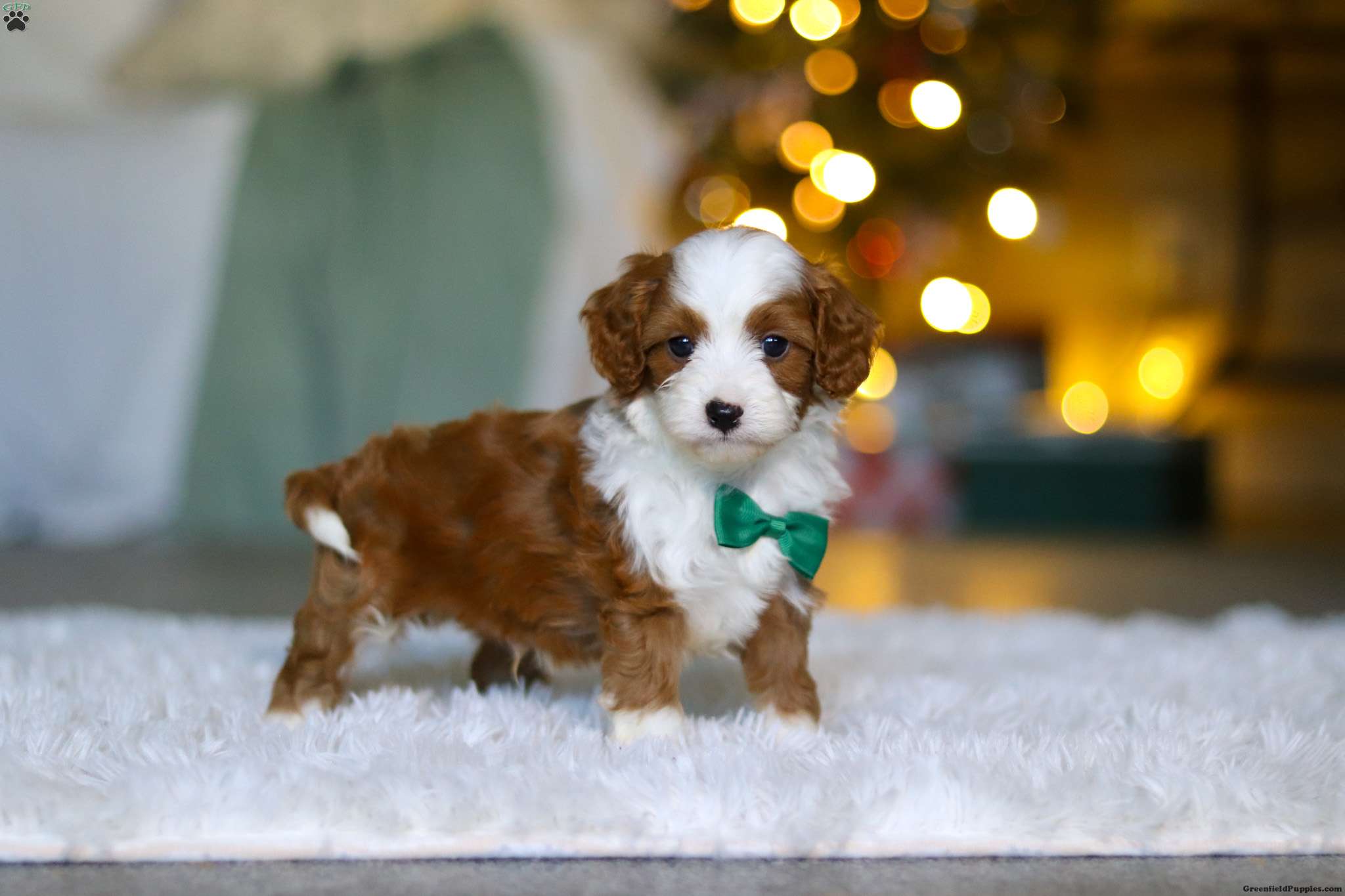 Archie - Cavapoo Puppy For Sale in Ohio