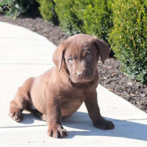 Annie, Chocolate Labrador Retriever Puppy