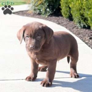 Annie, Chocolate Labrador Retriever Puppy