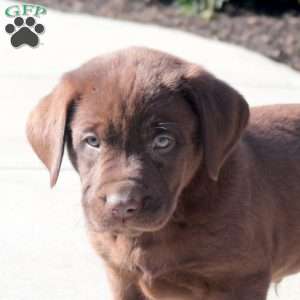 Annie, Chocolate Labrador Retriever Puppy