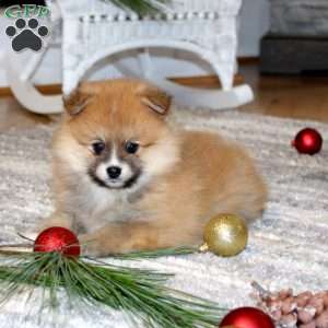 Archie, Pomeranian Puppy