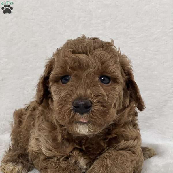 Archie, Mini Goldendoodle Puppy