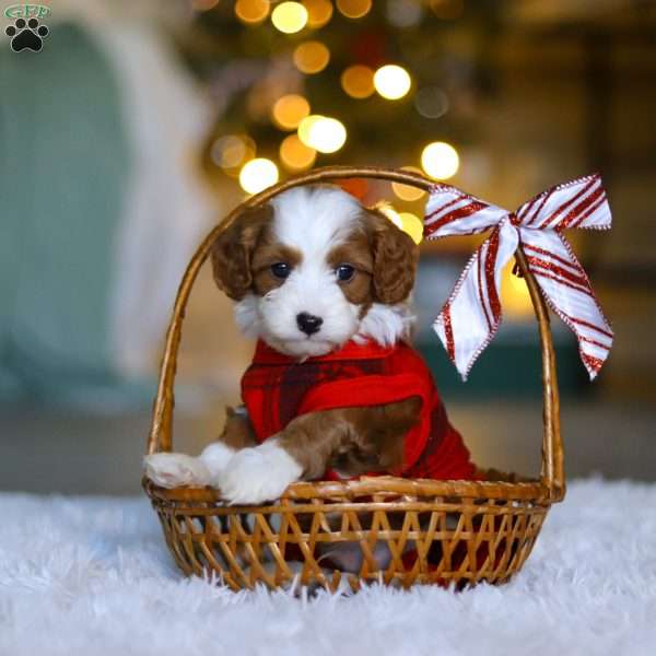 Archie, Cavapoo Puppy