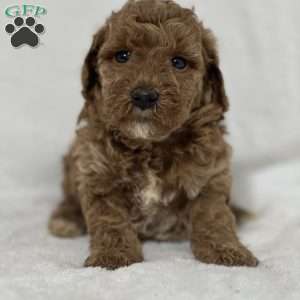 Archie, Mini Goldendoodle Puppy