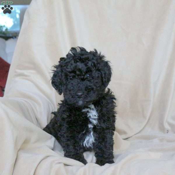 Aria, Mini Goldendoodle Puppy