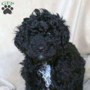 Aria, Mini Goldendoodle Puppy
