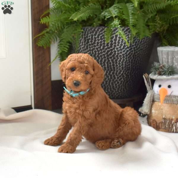 Arlo, Mini Goldendoodle Puppy