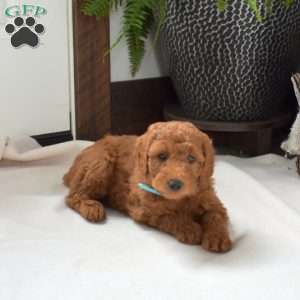 Arlo, Mini Goldendoodle Puppy