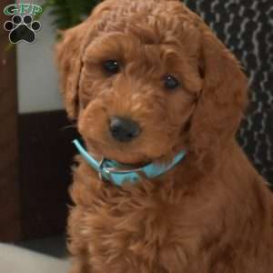 Arlo, Mini Goldendoodle Puppy