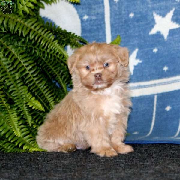 Arnie, Shih-Poo Puppy